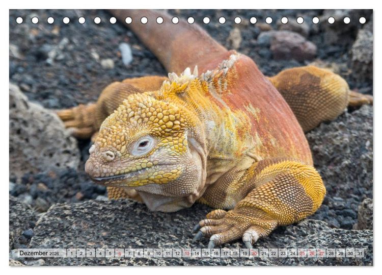 Produktbild: Die Galapagosinseln - Santa Cruz Island (Tischkalender 2026 DIN A5 quer), CALVENDO Monatskalender