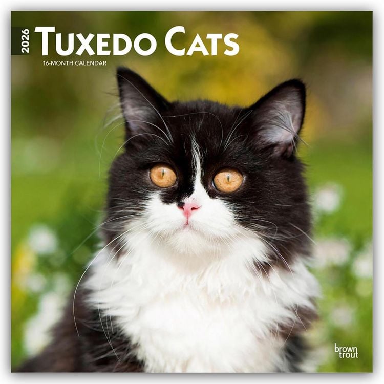 Produktbild: Tuxedo Cats – Tuxedo Katzen 2026 – 16-Monatskalender
