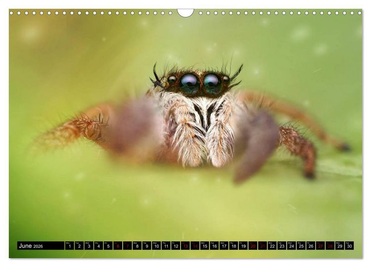 Produktbild: Jumping Spiders (Wall Calendar 2026 DIN A3 landscape), CALVENDO 12 Month Wall Calendar