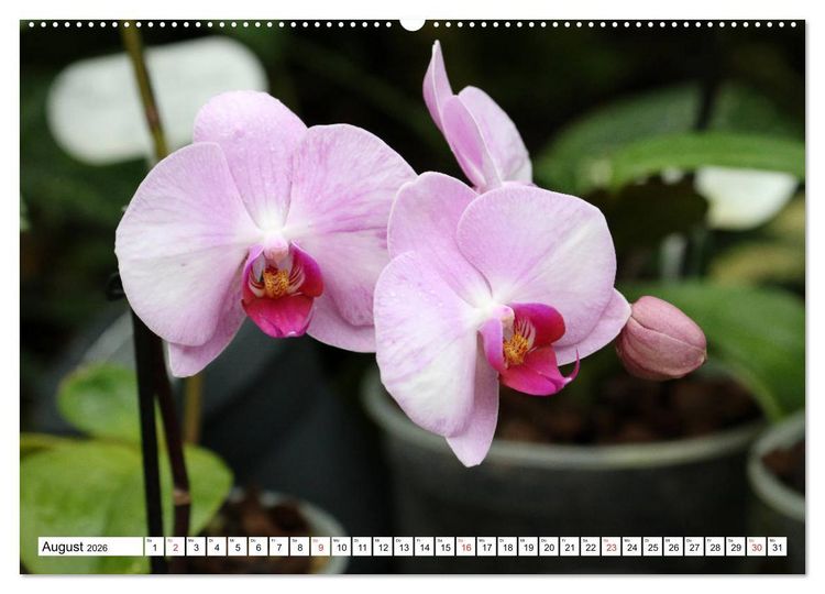 Produktbild: Prachtvolle Orchideen (hochwertiger Premium Wandkalender 2026 DIN A2 quer), Kunstdruck in Hochglanz