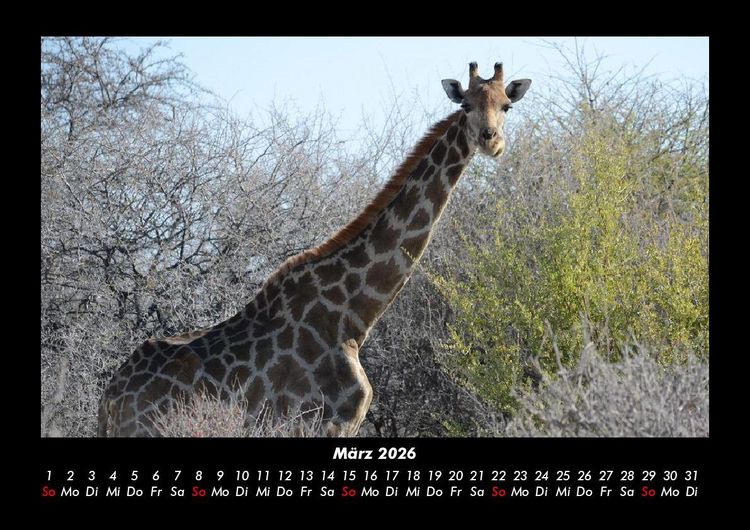 Produktbild: Giraffen 2026 Fotokalender DIN A3