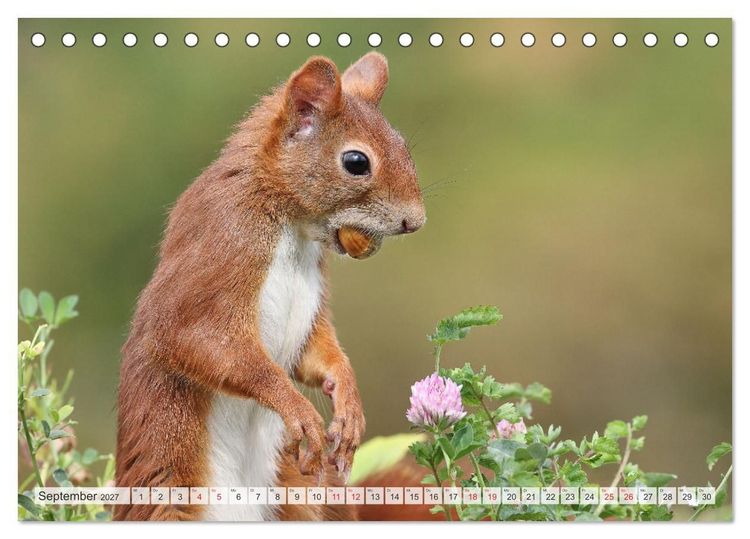 Produktbild: Besondere Augenblicke mit Eichh&ouml;rnchen (Tischkalender 2027 DIN A5 quer), CALVENDO Monatskalender