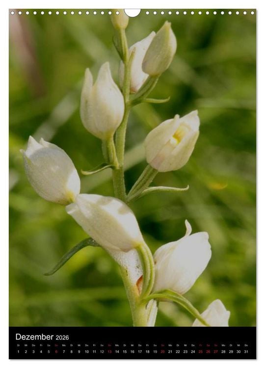 Produktbild: Wildwachsende Orchideen in Deutschland (Wandkalender 2026 DIN A3 hoch), CALVENDO Monatskalender