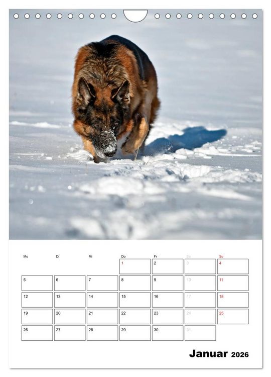 Produktbild: Deutsche Sch&auml;ferhunde - Seelentr&ouml;ster auf vier Pfoten (Wandkalender 2026 DIN A4 hoch), CALVENDO Monatskalender