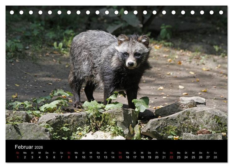 Produktbild: Marderhunde (Tischkalender 2026 DIN A5 quer), CALVENDO Monatskalender