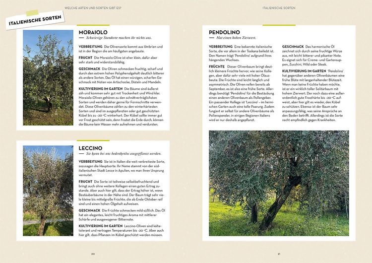 Produktbild: Olivenbaum ganz einfach