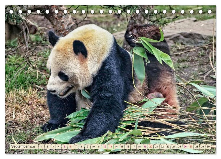 Produktbild: Niedlicher Panda (Tischkalender 2026 DIN A5 quer), CALVENDO Monatskalender
