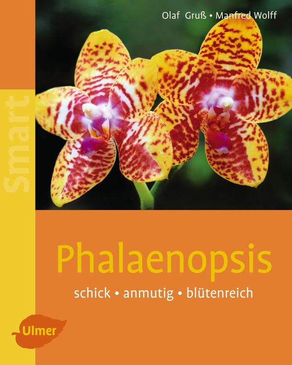Produktbild: Phalaenopsis