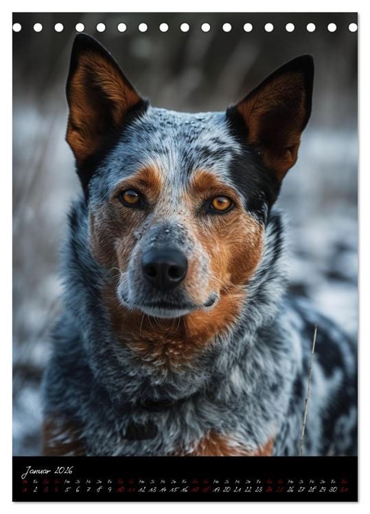 Produktbild: Australian Cattle Dogs (Tischkalender 2026 DIN A5 hoch), CALVENDO Monatskalender