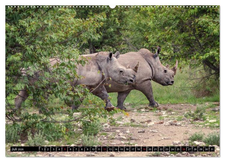 Produktbild: Afrikas Tierwelt: Nash&ouml;rner (Wandkalender 2026 DIN A2 quer), CALVENDO Monatskalender
