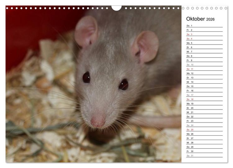 Produktbild: Mausebande (Wandkalender 2026 DIN A3 quer), CALVENDO Monatskalender