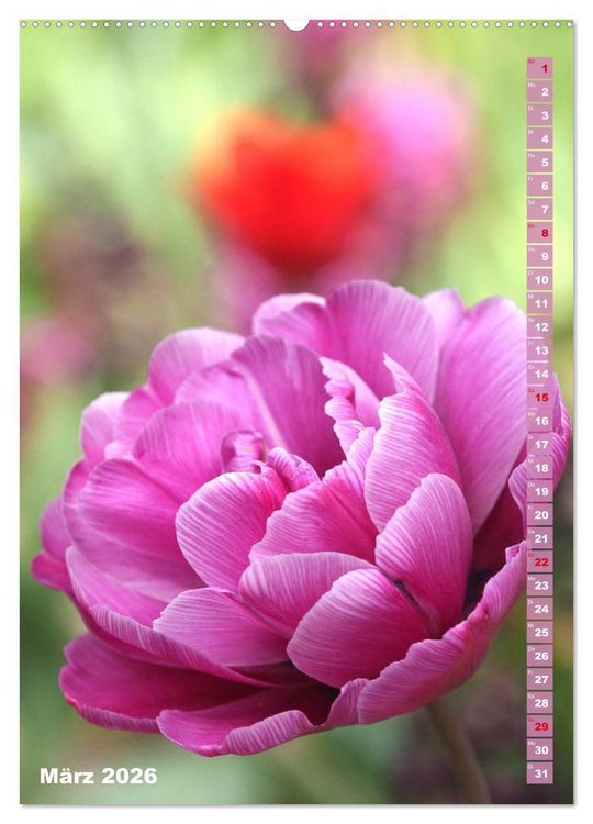 Produktbild: Bunte Tulpenpracht (hochwertiger Premium Wandkalender 2026 DIN A2 hoch), Kunstdruck in Hochglanz