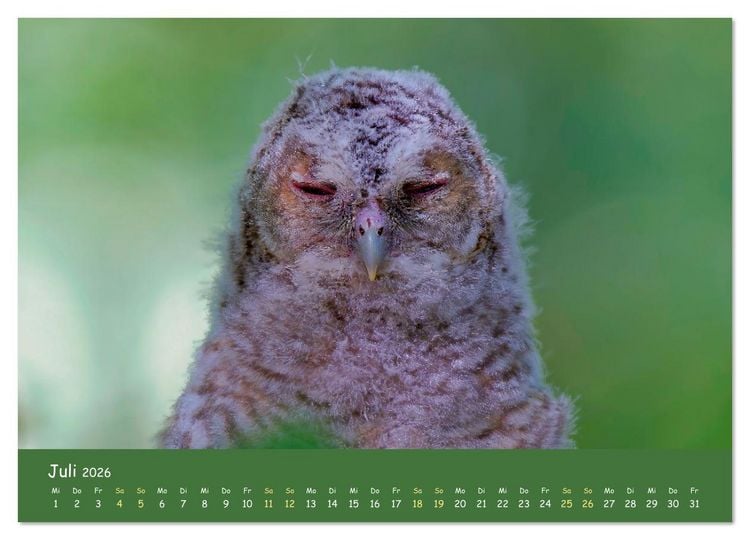 Produktbild: geliebte Waldgeister (Wandkalender 2026 DIN A4 quer), CALVENDO Monatskalender