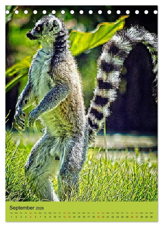 Produktbild: Adorable lemurs (Desk Calendar 2026 DIN A5 portrait), CALVENDO 12 Month DeskCalendar