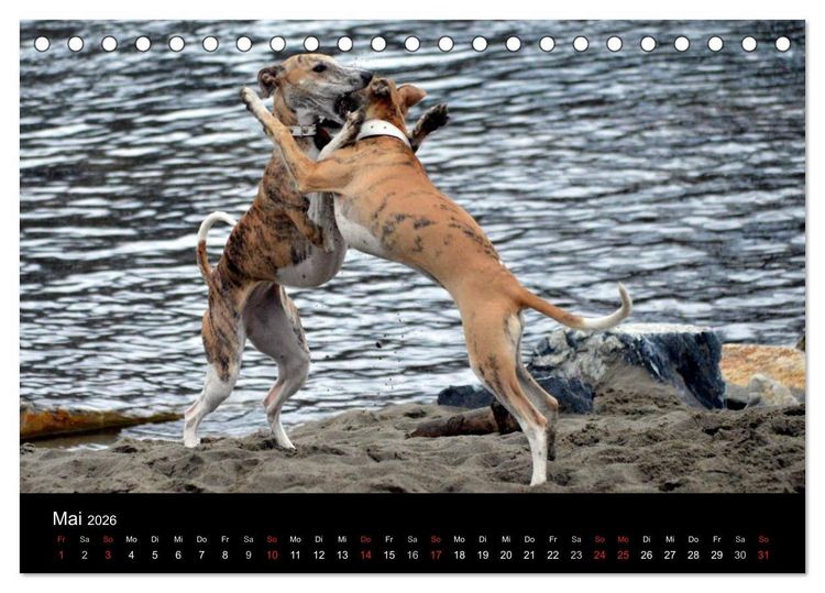 Produktbild: Whippets in Aktion (Tischkalender 2026 DIN A5 quer), CALVENDO Monatskalender