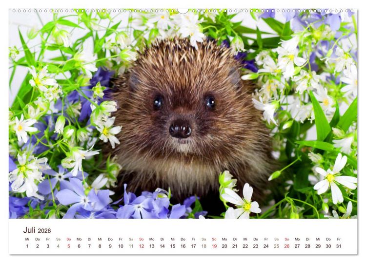 Produktbild: Igel 2026. Tierische Impressionen (hochwertiger Premium Wandkalender 2026 DIN A2 quer), Kunstdruck in Hochglanz