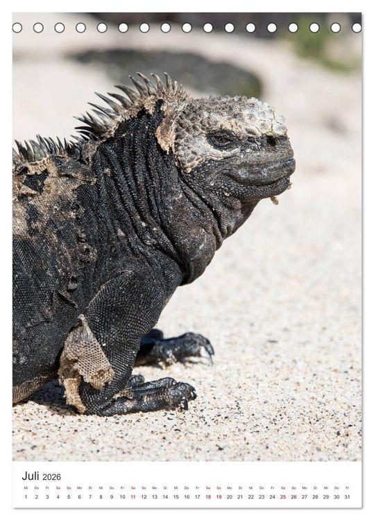 Produktbild: Galapagos - Atemberaubende Tierwelt (Tischkalender 2026 DIN A5 hoch), CALVENDO Monatskalender