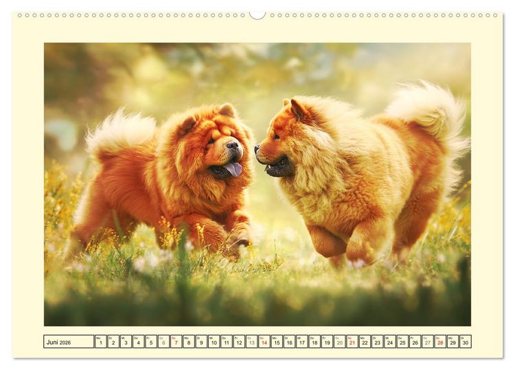 Produktbild: Chow Chow Momente. Fellpoesie aus dem Reich der Mitte (Wandkalender 2026 DIN A2 quer), CALVENDO Monatskalender