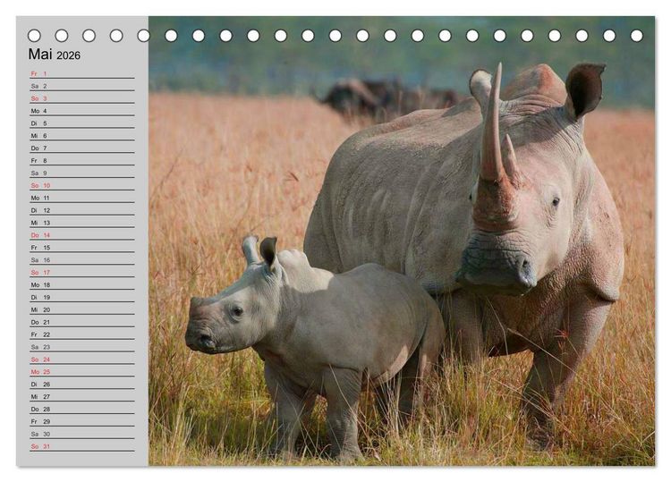 Produktbild: Nash&ouml;rner und Flusspferde (Tischkalender 2026 DIN A5 quer), CALVENDO Monatskalender