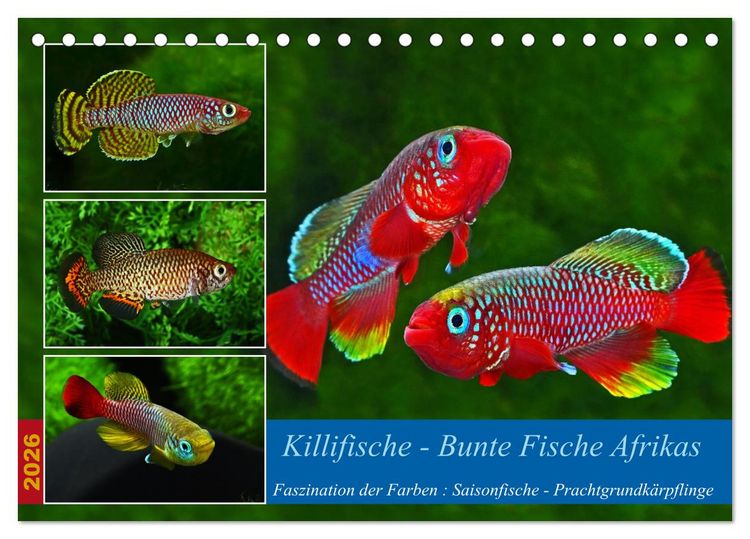 Produktbild: Killifische &ndash; Bunte Fische Afrikas (Tischkalender 2026 DIN A5 quer), CALVENDO Monatskalender