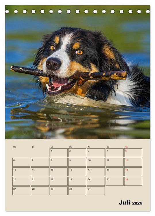 Produktbild: Border Collie - Ein Familienplaner (Tischkalender 2026 DIN A5 hoch), CALVENDO Monatskalender