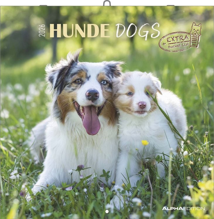 Produktbild: Hunde 2026 - Broschürenkalender 30x30 cm (30x60 geöffnet) - Kalender mit Platz für Notizen - Dogs - Bildkalender - Wandkalender - Hundekalender