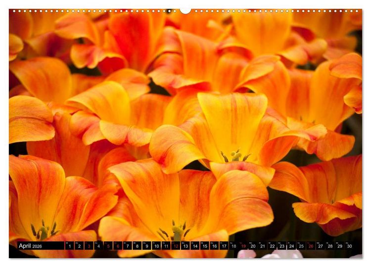 Produktbild: Tulpen (hochwertiger Premium Wandkalender 2026 DIN A2 quer), Kunstdruck in Hochglanz
