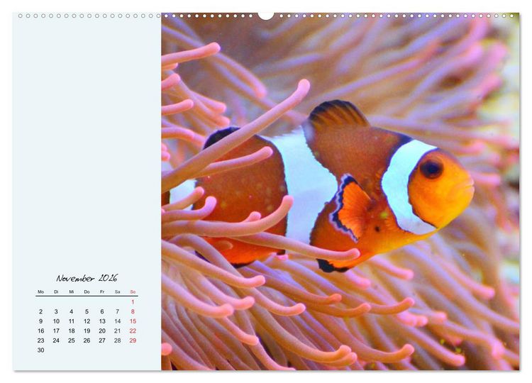Produktbild: Salzwasseraquarium. Meeresfische im heimischen Wohnzimmer (Wandkalender 2026 DIN A2 quer), CALVENDO Monatskalender
