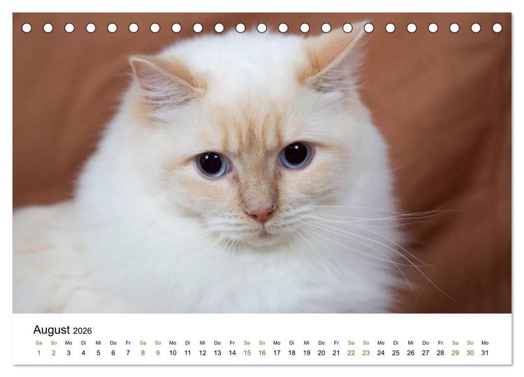 Produktbild: Ragdolls (Tischkalender 2026 DIN A5 quer), CALVENDO Monatskalender