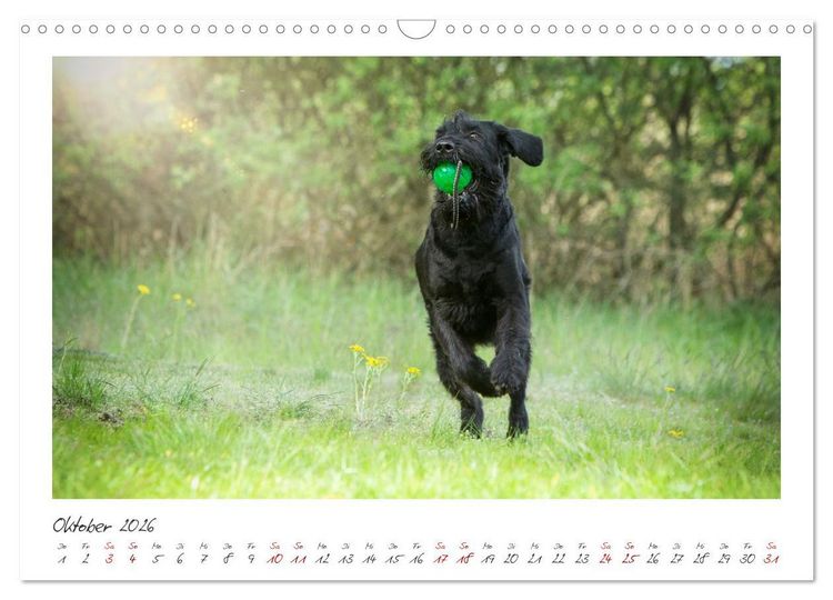 Produktbild: Riesenschnauzer - Treue Partner (Wandkalender 2026 DIN A3 quer), CALVENDO Monatskalender