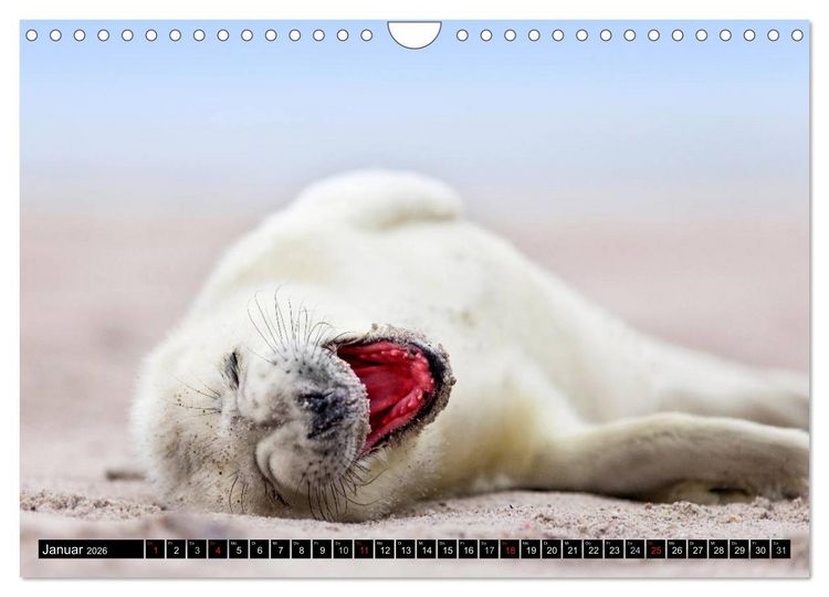 Produktbild: Robbenbabys (Wandkalender 2026 DIN A4 quer), CALVENDO Monatskalender