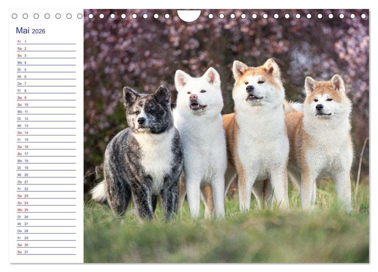 Produktbild: Japans Seelenhunde (Wandkalender 2026 DIN A4 quer), CALVENDO Monatskalender