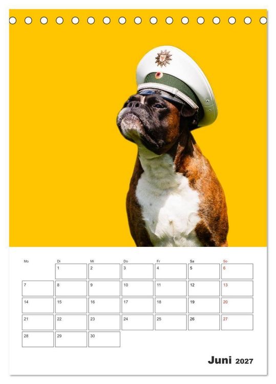 Produktbild: colorful world of boxer 2027 (Tischkalender 2027 DIN A5 hoch), CALVENDO Monatskalender