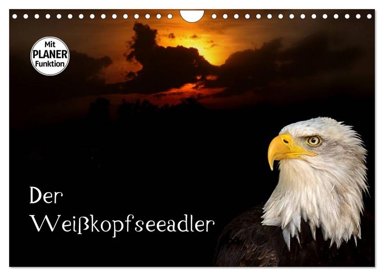 Produktbild: Der Wei&szlig;kopfseeadler (Wandkalender 2026 DIN A4 quer), CALVENDO Monatskalender
