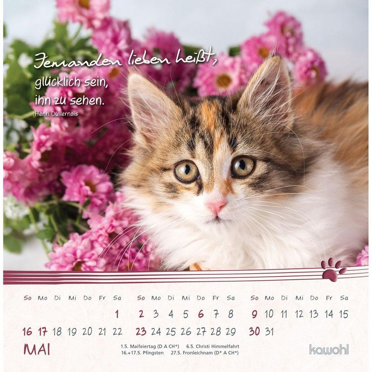 Produktbild: Kleine Katzen-Tatzen 2027