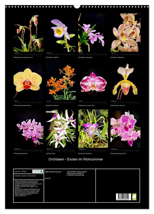 Produktbild: Orchideen - Exoten im Wohnzimmer (Wandkalender 2026 DIN A2 hoch), CALVENDO Monatskalender