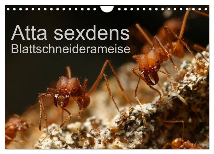 Produktbild: Atta sexdens - Blattschneiderameise (Wandkalender 2026 DIN A4 quer), CALVENDO Monatskalender