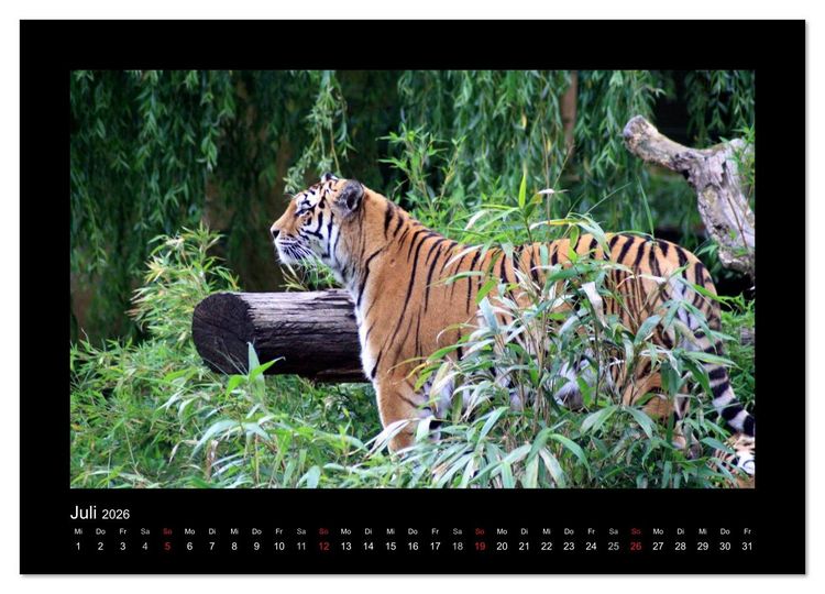 Produktbild: Welt der Katzen - Tiger (Wandkalender 2026 DIN A4 quer), CALVENDO Monatskalender