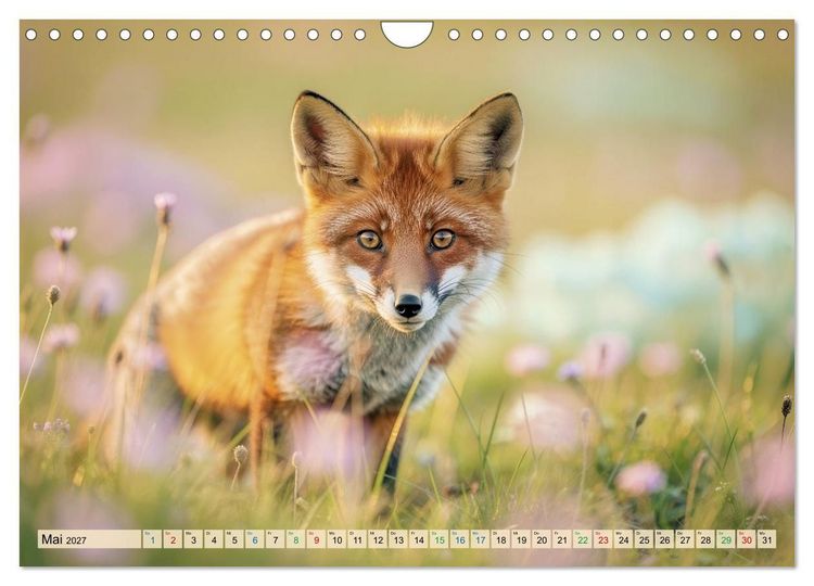 Produktbild: F&uuml;chse in Pastellfarben (Wandkalender 2027 DIN A4 quer), CALVENDO Monatskalender