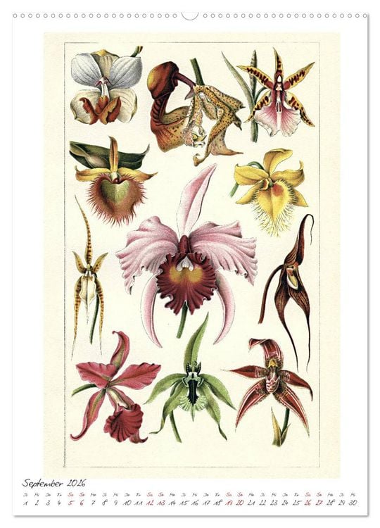 Produktbild: Formenspiele der Evolution. Chromolithographien des 19. Jahrhunderts (Wandkalender 2026 DIN A2 hoch), CALVENDO Monatskalender