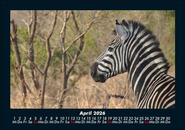 Produktbild: Zebrazauber 2026 Fotokalender DIN A5