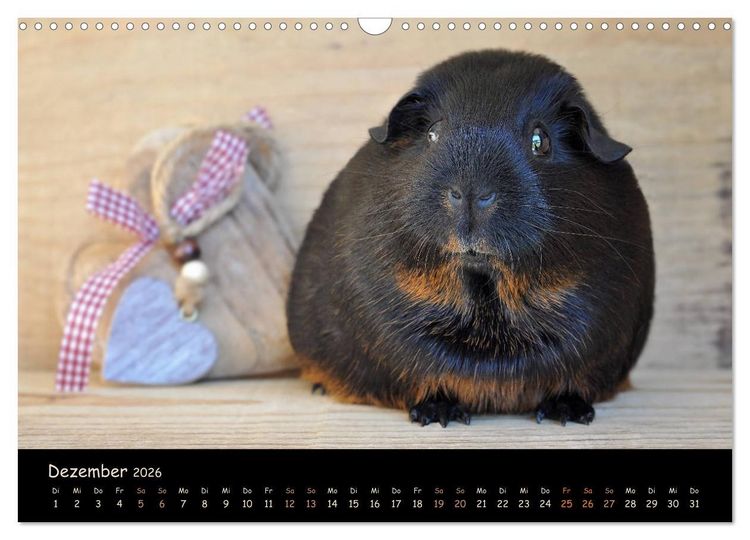 Produktbild: Meerschweinchen - Kleine s&uuml;&szlig;e Fellnasen (Wandkalender 2026 DIN A3 quer), CALVENDO Monatskalender