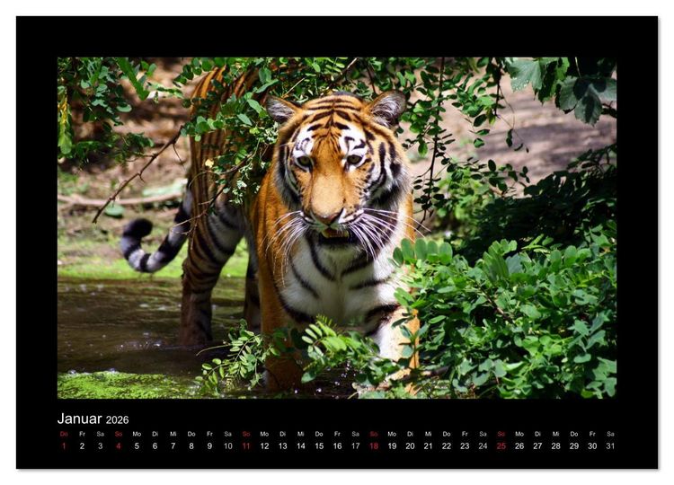 Produktbild: Welt der Katzen - Tiger (Wandkalender 2026 DIN A4 quer), CALVENDO Monatskalender
