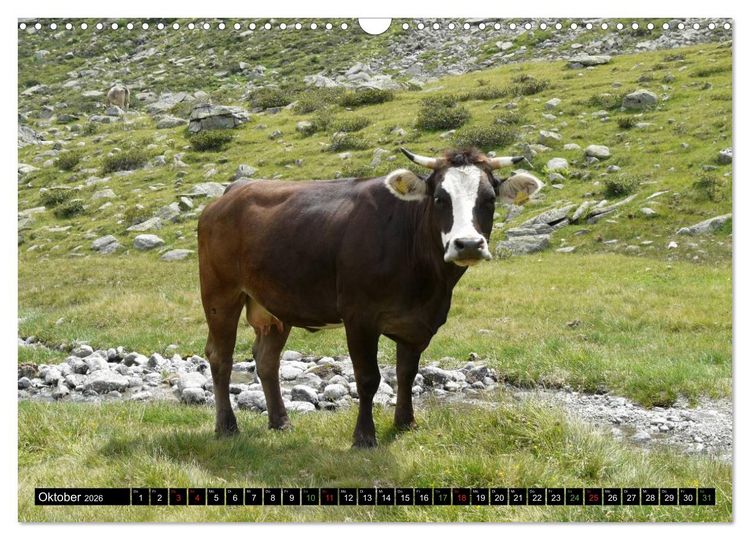 Produktbild: K&uuml;he mit H&ouml;rnern (Wandkalender 2026 DIN A3 quer), CALVENDO Monatskalender