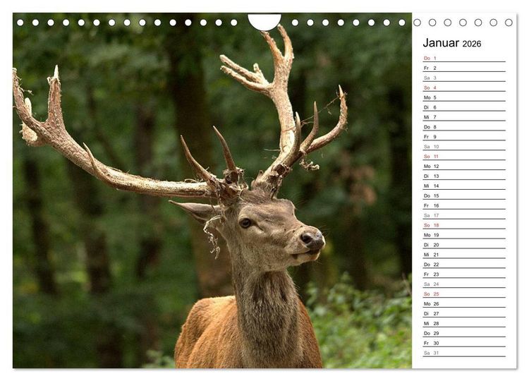 Produktbild: Hirsche (Wandkalender 2026 DIN A4 quer), CALVENDO Monatskalender
