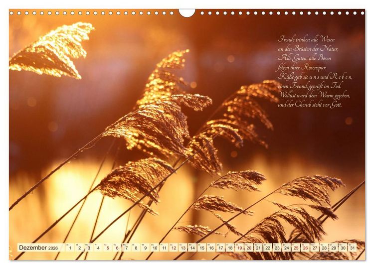 Produktbild: Sommergr&auml;ser (Wandkalender 2026 DIN A3 quer), CALVENDO Monatskalender