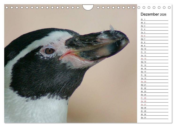 Produktbild: Faszinierende Tierportraits (Wandkalender 2026 DIN A4 quer), CALVENDO Monatskalender