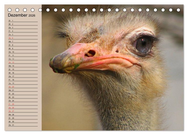 Produktbild: Vogel Strau&szlig;. Imposanter Riese und L&auml;ufer (Tischkalender 2026 DIN A5 quer), CALVENDO Monatskalender