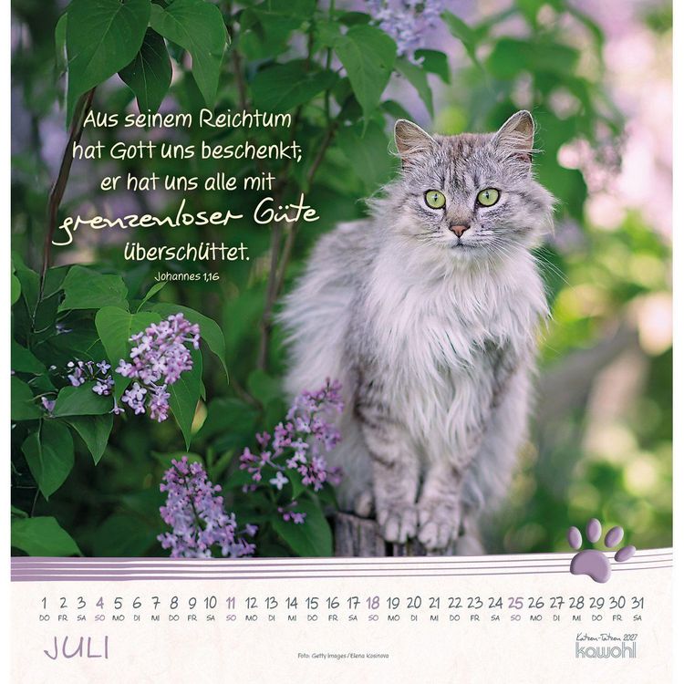 Produktbild: Katzen-Tatzen 2027