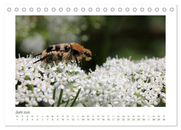 Produktbild: Heimische Insekten 2026 (Tischkalender 2026 DIN A5 quer), CALVENDO Monatskalender